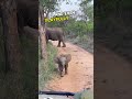 This baby elephant was teasing humans! 🐘🤣