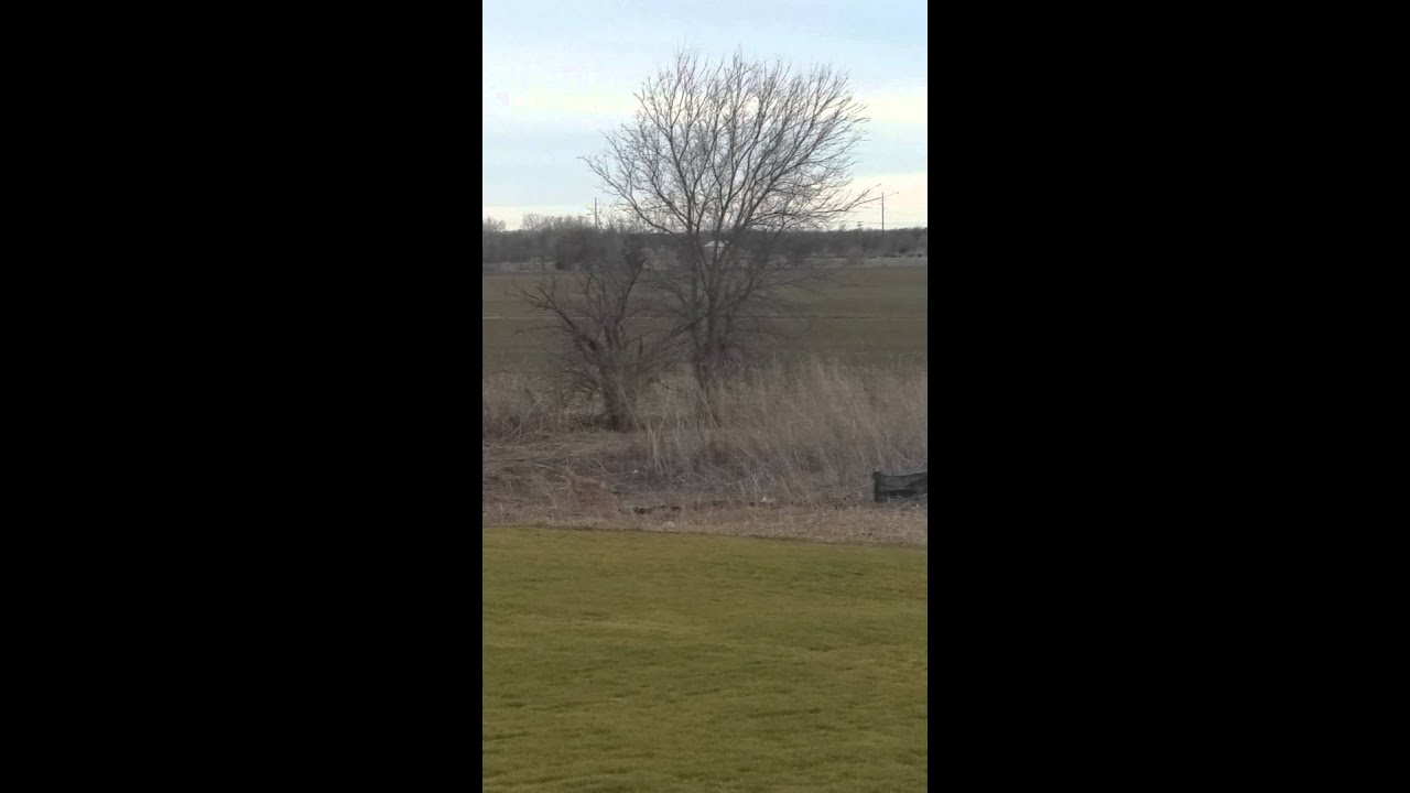 Coyotes attacking a rabbit in my backyard YouTube