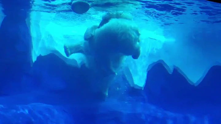 Detroit Zoo Polar Bears Playing Frisbee