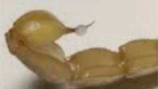 Tucson Pest Control - How To Scorpion Proof Your Home