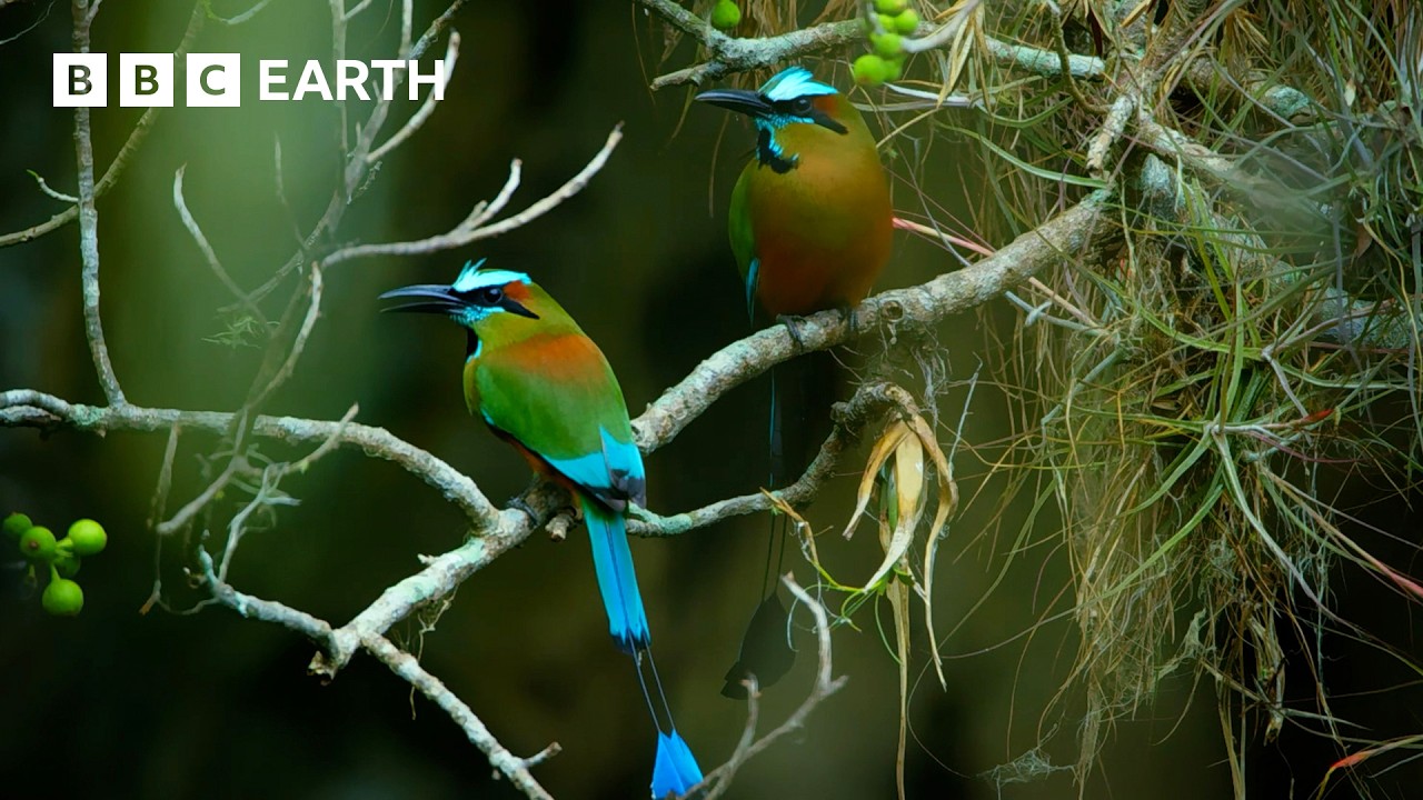 The Extraordinary Lives of Birds