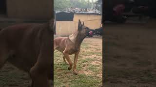 Belgian Malinois dog@UnleashD