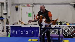 Presenting a dog for the Exam in the Conformation ring - With Eric Salas by Eric Salas Workshops Training Channel 2,124 views 2 months ago 18 minutes