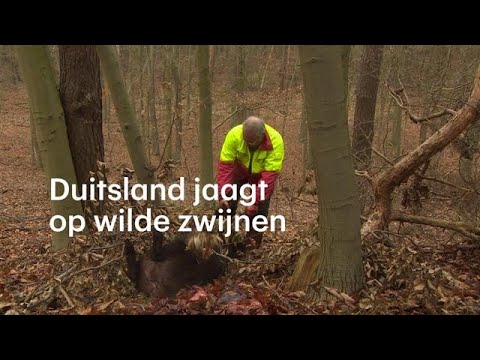 Video: Wat Voor Soort Hond Moet Je Kopen Om Op Wilde Zwijnen Te Jagen?