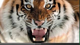 Gaziantep Awox Yetkili Servis