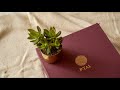 Rakhi | Joy of Gifts [Celebrate Rakhi with P-TAL 2020]