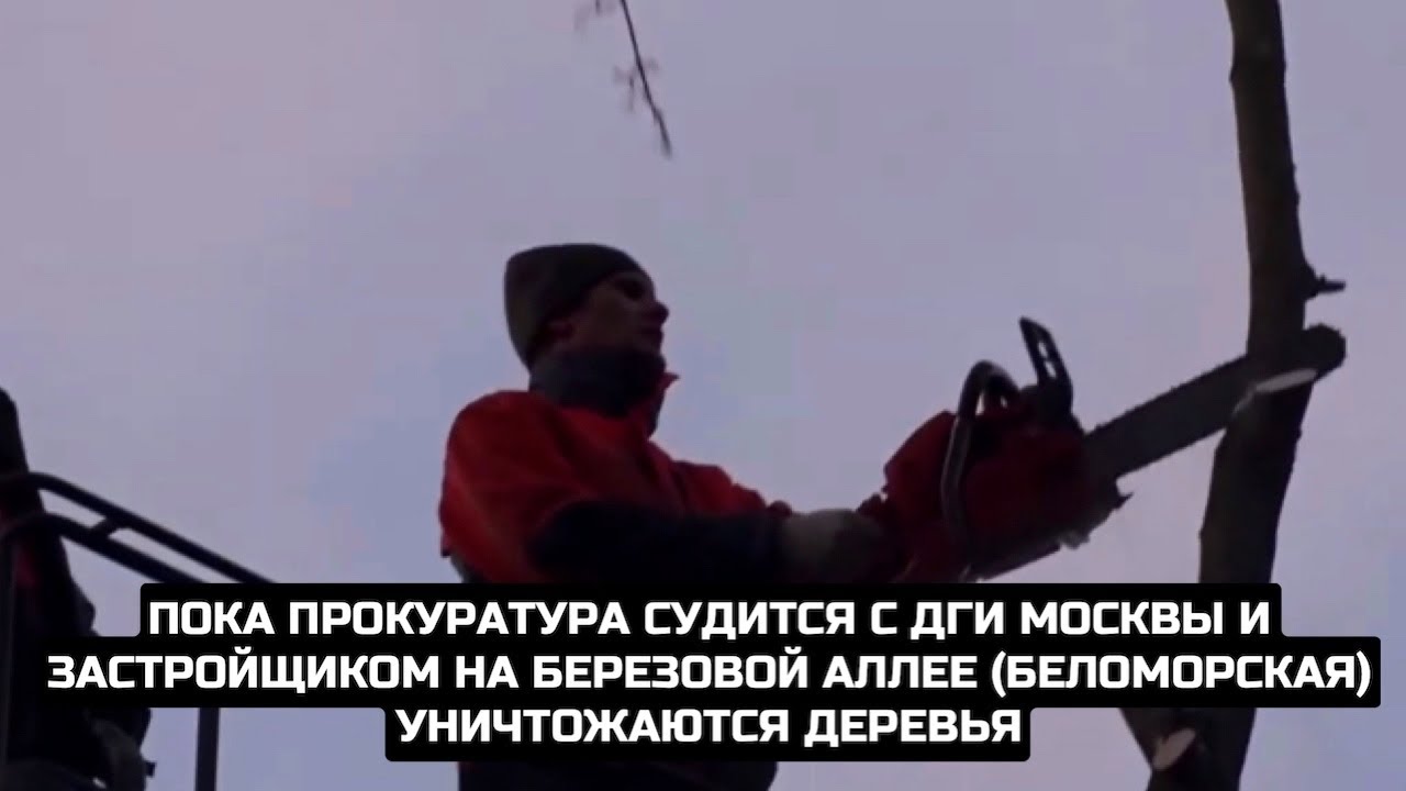 Пока прокуратура судится с ДГИ Москвы и застройщиком на Березовой аллее уничтожаются деревья