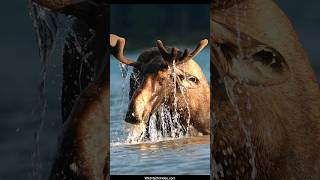Bull Moose Loves the Lake