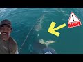SHARK ATTACK AND EPIC FISHING - Moreton Bay Madness