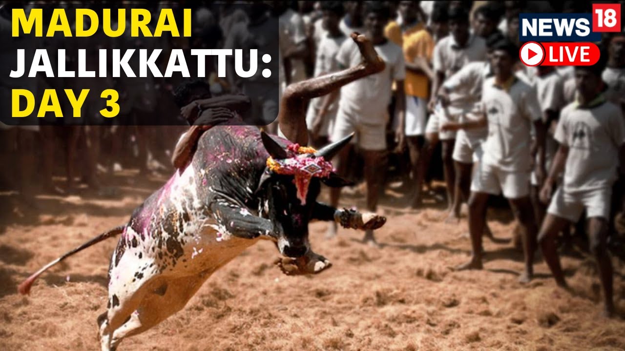 Madurai Jallikattu LIVE | Bull Taming Festival At Alanganallur Madurai In Tamil Nadu LIVE | N18L