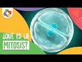 ¿Qué es la Mitosis? - Biología - Educatina