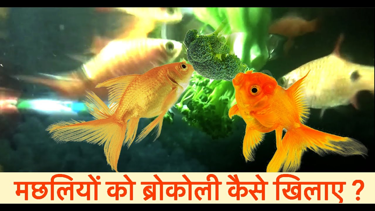 मछलियों को ब्रोकोली कैसे खिलाए? Feeding Broccoli to fishes YouTube