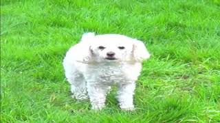أصوات الحيوانات " صوت الكلب " _ Dog sound