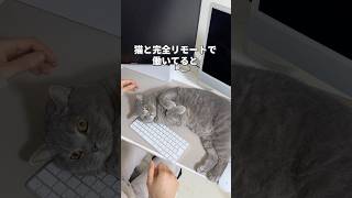猫とのリモートワークが快適に #pr #flexispot #flexispotのある暮らし #FS  #猫