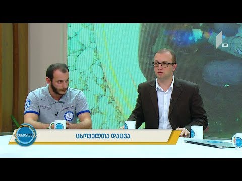 #ნაშუადღევს ცხოველთა დაცვა