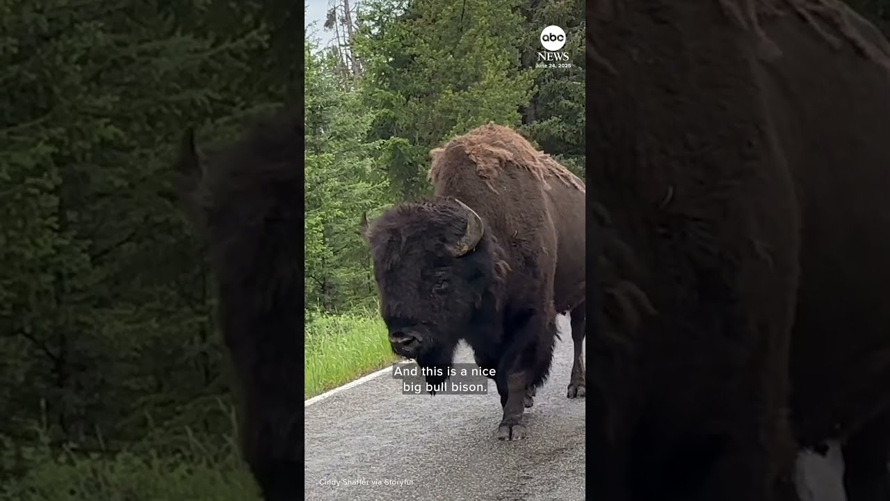 Lone Bison Causes Traffic Jam At Yellowstone