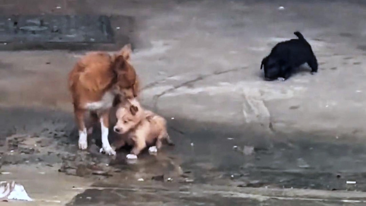 The thin mother held the hungry puppies and begged me to take them in with tears
