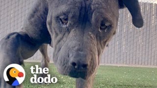 Woman Rescues Dog Living On A Mattress In The Woods | The Dodo