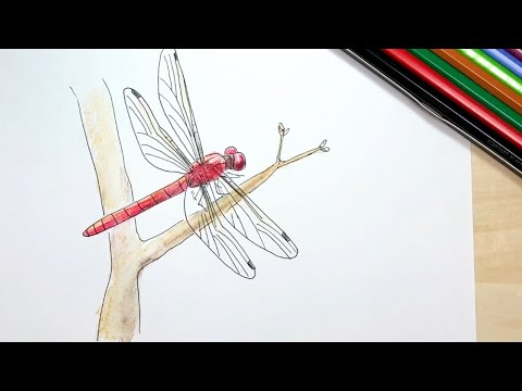 Red Dragonfly How To Draw Pen And Colored Pencil Pictures Easy Illustration Youtube