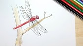 昆虫の描き方 竹トンボを描く Youtube