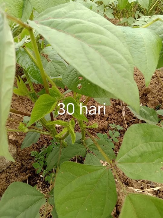 Perkembangan kacang hijau vima 5, umur 20 hari- 46 hari