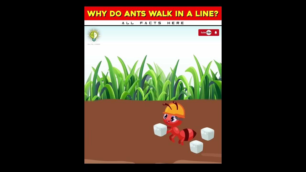 Why do ants walk in a line youtube