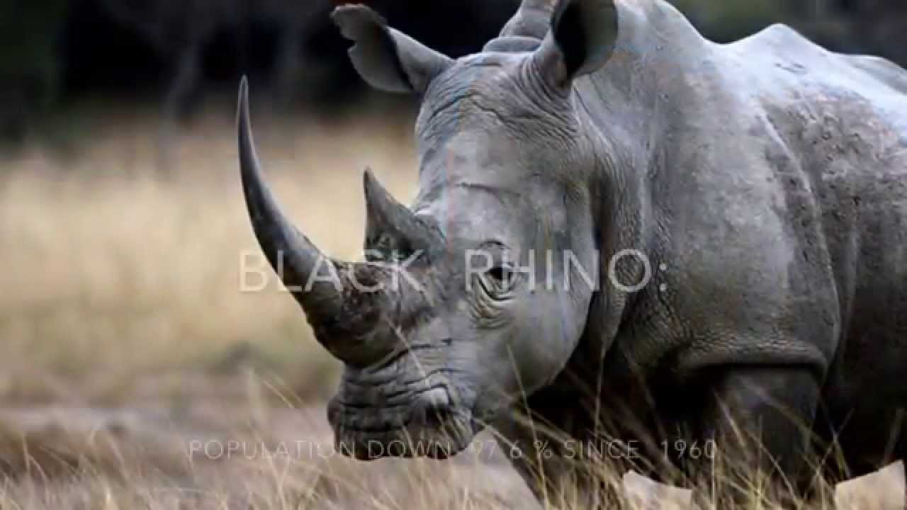 Animal Poaching Project