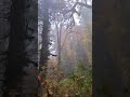 🍁 Yağmur Yağarken Dökülen Son Yapraklar #rain #ormansesi #yağmur #yağmursesi #asmr #nature