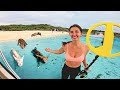 Underwater Metal Detecting with Swimming Pigs!