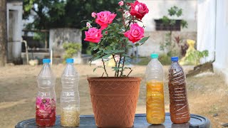 Month wise Rose Care | कम खर्च में करें गुलाब की बेहतरीन देखभाल | Get lots of flower on Rose