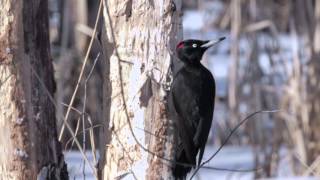 Black Woodpecker / Черный Дятел / Melns Dzenis Latvia