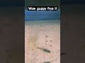 #wow #guppy #love #babyfish #aquarium #music #song