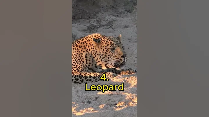 Top 6 Big Cat Roars #shorts #lion #tiger #jaguars #roar #leopard #puma