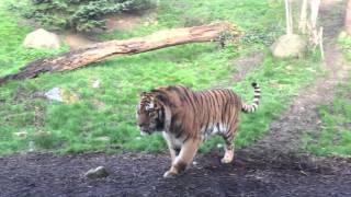 Dublin Zoo wake up call - tiger fight