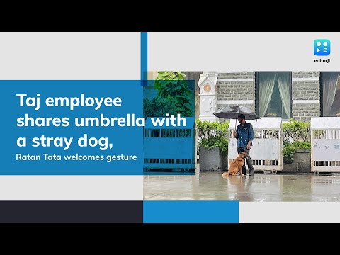 Taj employee shares umbrella with a stray dog, Ratan Tata welcomes gesture