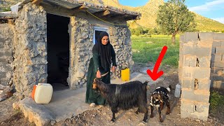 Thrown Out by Her Son and Daughter-in-Law, This Mother Bought a Goat to Survive Alone in the Snowy M
