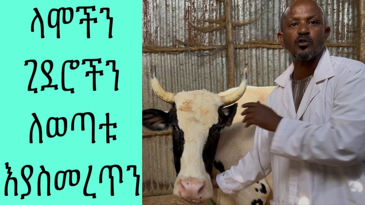 ጊደሮችን እና ላሞችን ለምትገዙ ሰዎች አቅርበናል