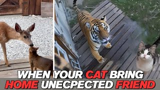 When Your Cat Bring A Home An Unexpected Guest Cat Funniest Moment