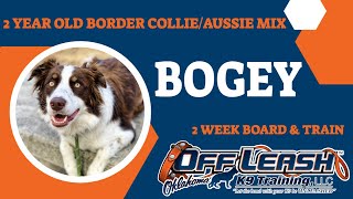 2 Year Old Border Collie/Aussie Mix | Best Dog Training | Off Leash K9 | Board and Train | Oklahoma