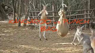 Cute Angry Kangaroo Vs Punching Bag