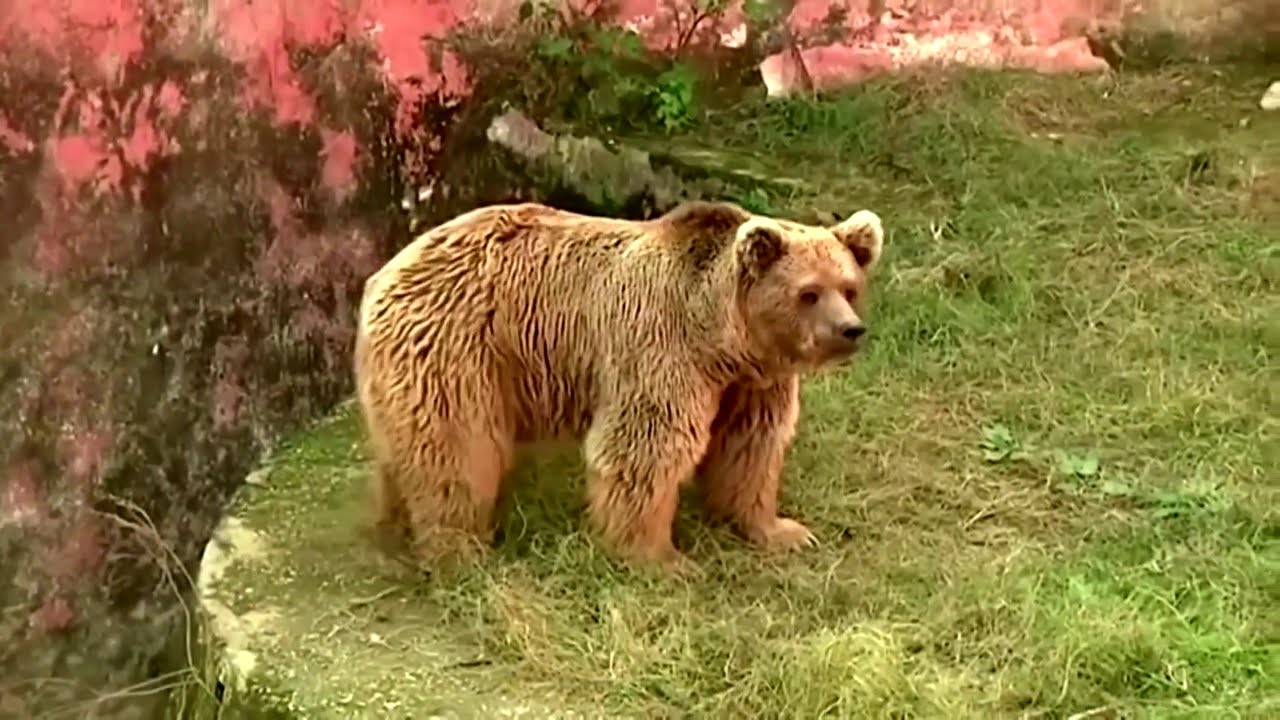 Bears rescued from controversial Pakistan zoo