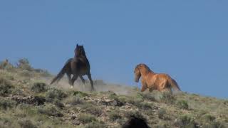 Wild Wonders of America in Colorado at Sand Wash Basin by Karen King