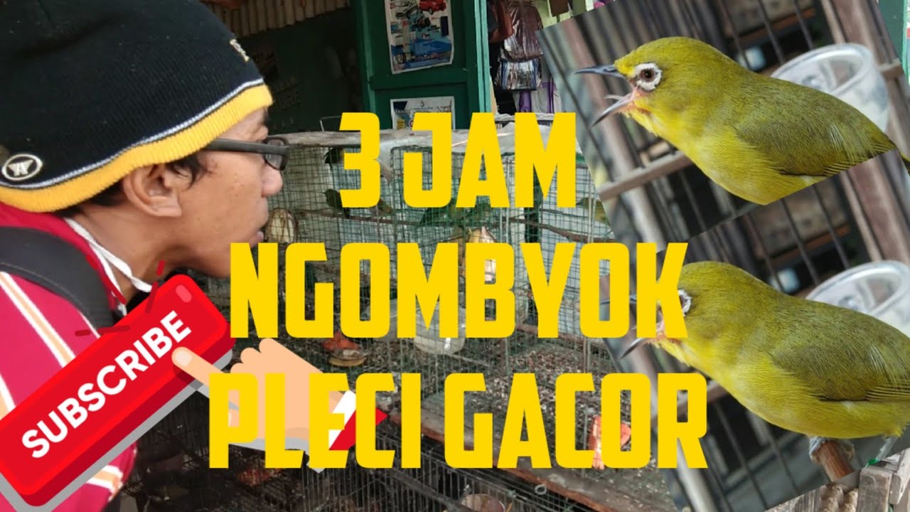 Ngombyok Pleci, Bahan Calon Pleci Gacor. Ini Hasilnya! Salam Pleci Mania