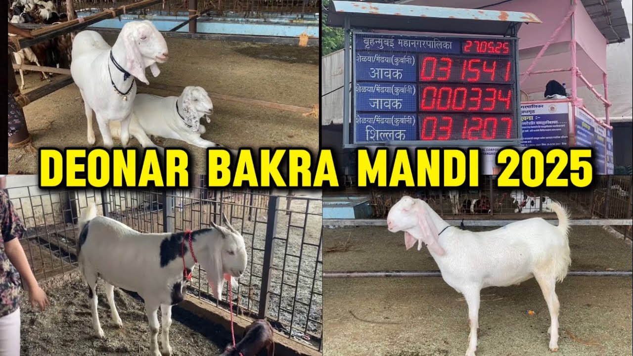 DEONAR BAKRA MANDI LATEST UPDATE (2025) #ep 1 😮