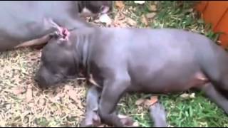 BIGGEST BLUE BULLY PIT BULLS IN THE WORLD