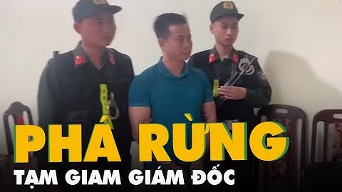 Bắt tạm giam giám đốc doanh nghiệp phá rừng phòng hộ trên đèo Pha Đin
