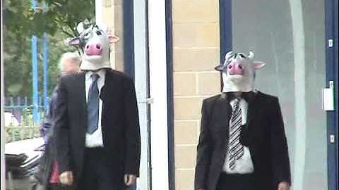 for all the cows music video