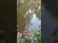 বড়শি দিয়ে মাছ ধরা। #Fishing case# Fishing video# Fishimg man#
