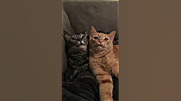 tera hone laga hoon XML❤️🦋