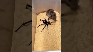 A tense ground-level moment as a spider and a mouse #australia #canada #crazynature#foryou#viral